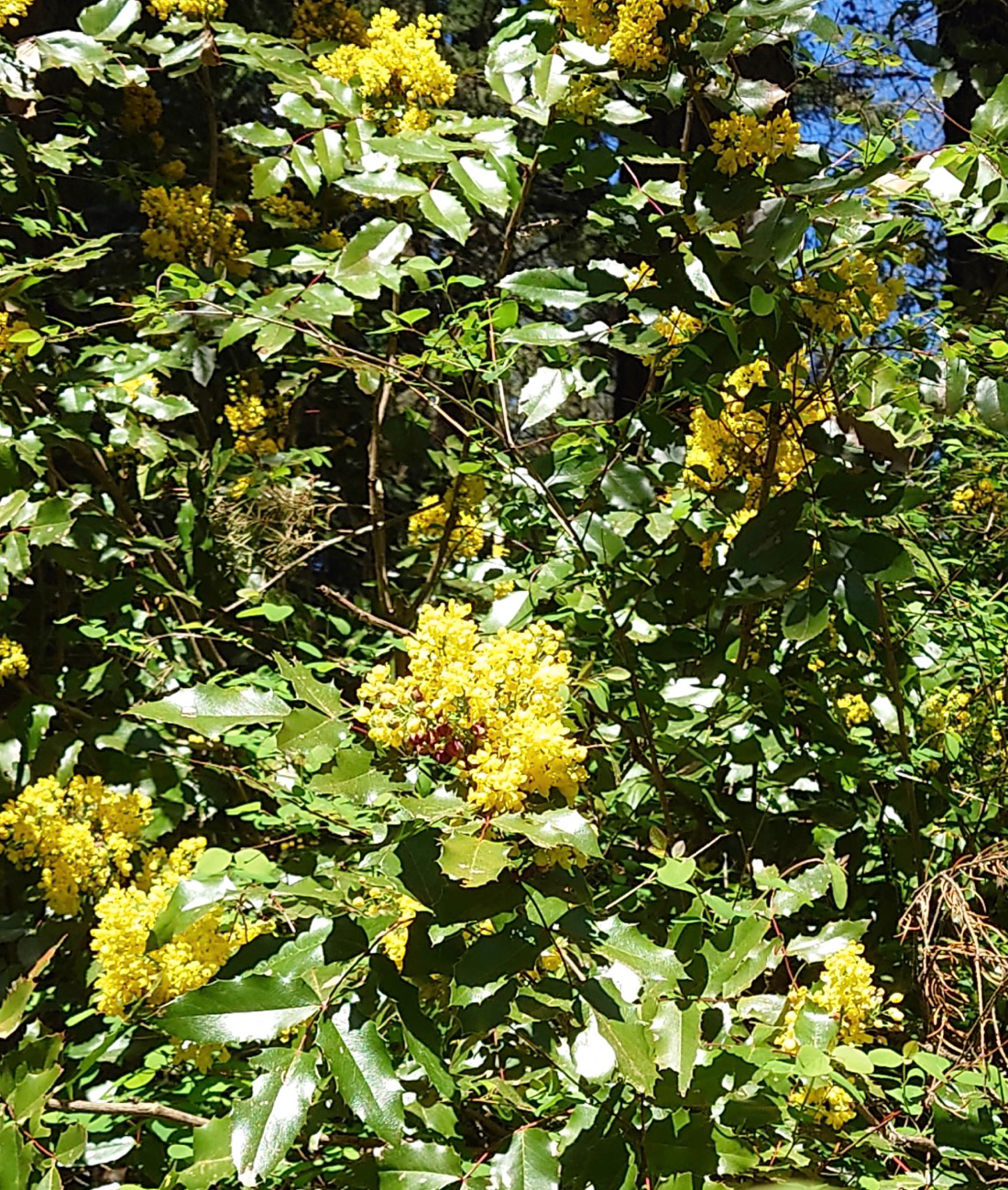 pittock_mansion_flowers