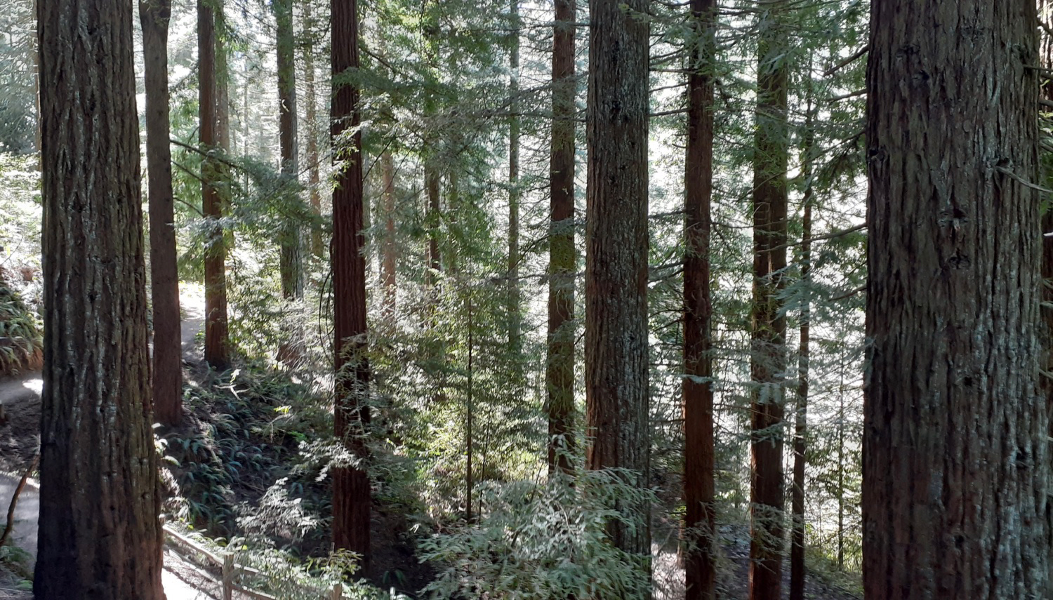 pittock_mansion_trees